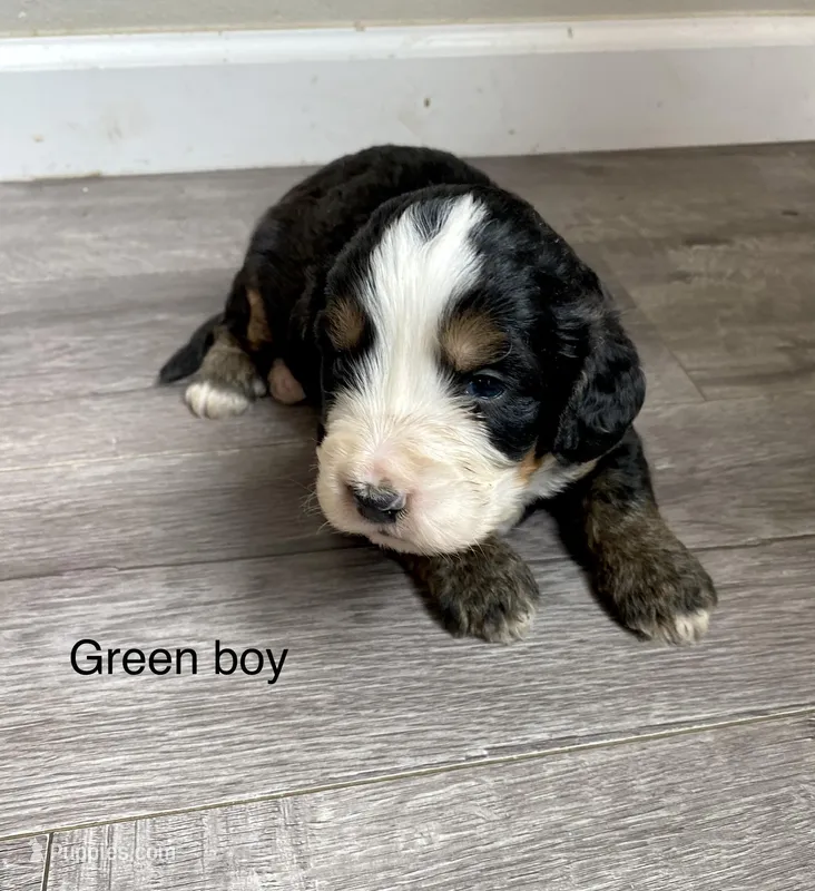 Reverse F1 Mini bernedoodle  – Bernese Mountain Dog, Miniature Bernedoodle puppy for sale in Yacolt, WA