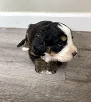 Reverse F1 Mini bernedoodle , a male Bernese Mountain Dog and Miniature Bernedoodle for sale in Yacolt, WA – Photo 2 of 4