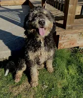 Reverse F1 Mini bernedoodle , a male Bernese Mountain Dog and Miniature Bernedoodle for sale in Yacolt, WA – Photo 4 of 4