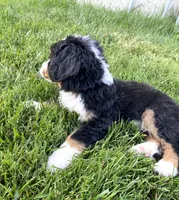 Ultra bernedoodle puppy (purple Girl) , a female Bernedoodle for sale in Yacolt, WA – 4 of 6