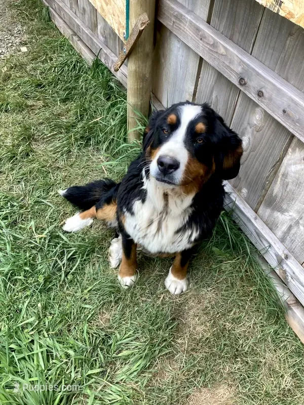 Sky – Bernese Mountain Dog puppy for sale in Yacolt, WA
