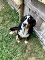 Sky, a female Bernese Mountain Dog for sale in Yacolt, WA – 1 of 1