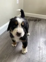 Reverse F1bernedoodle , a female Bernese Mountain Dog and Miniature Bernedoodle for sale in Yacolt, WA – 2 of 5
