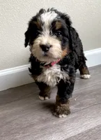 Reverse F1bernedoodle , a female Bernese Mountain Dog and Miniature Bernedoodle for sale in Yacolt, WA – 1 of 5