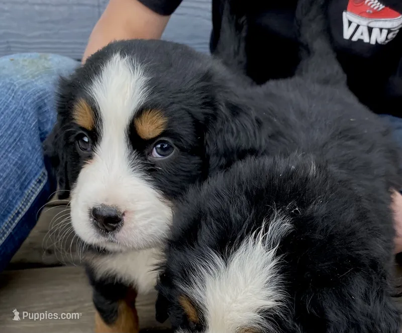 AKC Bernese mountain dog – Bernese Mountain Dog puppy for sale in Yacolt, WA
