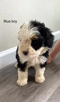 Reverse f1 bernedoodle (3) , a male Bernese Mountain Dog and Miniature Bernedoodle for sale in Yacolt, WA – 2 of 4