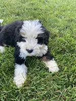 Ultra bernedoodle puppy (cream boy), a male Bernedoodle for sale in Yacolt, WA – 3 of 5