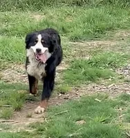 Ultra bernedoodle boy , a male Bernedoodle for sale in Yacolt, WA – 4 of 5