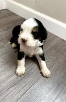 Reverse f1 Mini bernedoodle, a male Bernese Mountain Dog and Miniature Bernedoodle for sale in Yacolt, WA – Photo 2 of 4