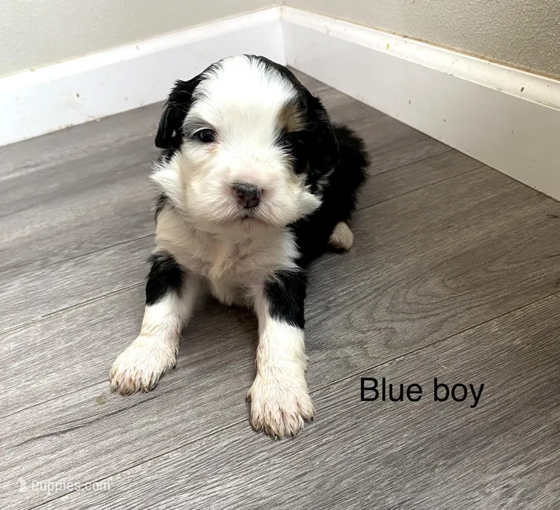 Reverse f1 Mini bernedoodle – Bernese Mountain Dog, Miniature Bernedoodle puppy for sale in Yacolt, WA
