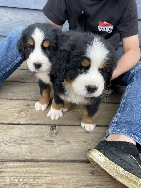 AKC Bernese mountain dog – Bernese Mountain Dog puppy for sale in Yacolt, WA