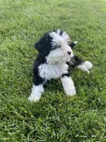 Ultra bernedoodle puppy (blue boy) , a male Bernedoodle for sale in Yacolt, WA – 3 of 5