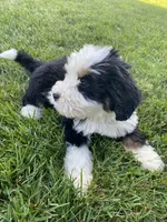 Ultra bernedoodle puppy (cream boy), a male Bernedoodle for sale in Yacolt, WA – 2 of 5
