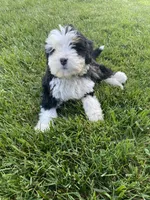 Ultra bernedoodle puppy (blue boy) , a male Bernedoodle for sale in Yacolt, WA – 2 of 5