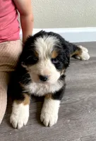 Bernese mountain dog AKC, a female Bernese Mountain Dog for sale in Yacolt, WA – 3 of 5