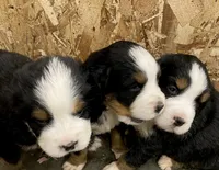 AKC Bernese mountain dog, a male Bernese Mountain Dog for sale in Yacolt, WA – 3 of 7