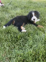 Ultra bernedoodle puppy (orange girl), a female Bernedoodle for sale in Yacolt, WA – 2 of 4