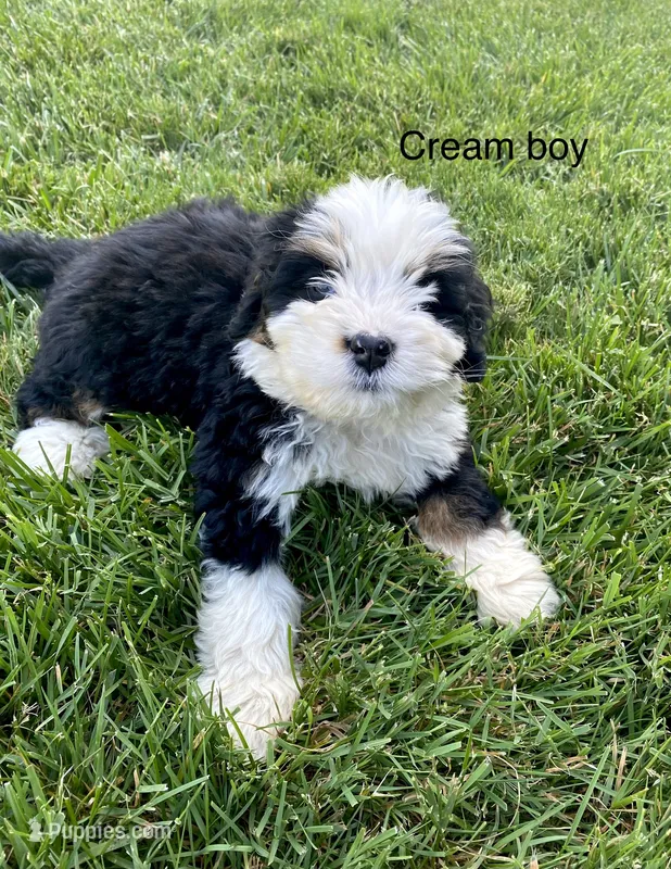 Ultra bernedoodle puppy (cream boy) – Bernedoodle puppy for sale in Yacolt, WA