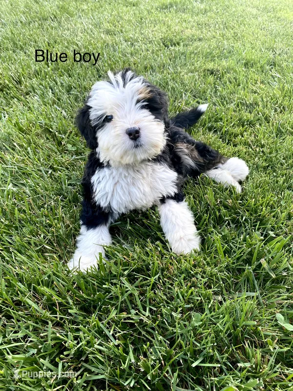 Ultra bernedoodle puppy (blue boy)  – Bernedoodle puppy for sale in Yacolt, WA