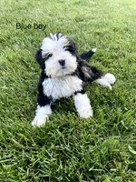 Ultra bernedoodle puppy (blue boy) , a male Bernedoodle for sale in Yacolt, WA – 1 of 5