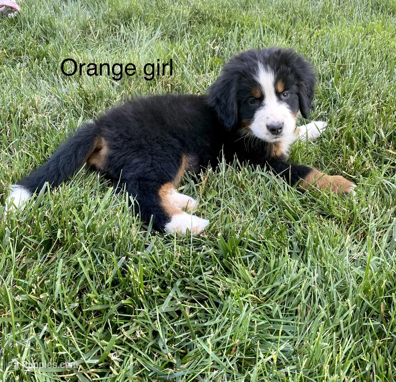 Ultra bernedoodle puppy (orange girl) – Bernedoodle puppy for sale in Yacolt, WA