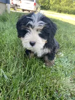 Ultra bernedoodle puppy (yellow girl) , a female Bernedoodle for sale in Yacolt, WA – 2 of 5
