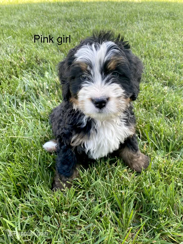 Ultra bernedoodle puppy (pink girl)  – Bernedoodle puppy for sale in Yacolt, WA
