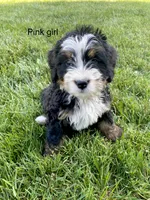 Ultra bernedoodle puppy (pink girl) , a female Bernedoodle for sale in Yacolt, WA – 1 of 5