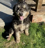 Ultra bernedoodle boy , a male Bernedoodle for sale in Yacolt, WA – 5 of 5