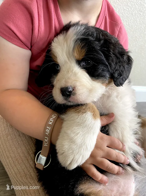 Bernese mountain dog AKC – Bernese Mountain Dog puppy on hold in Yacolt, WA
