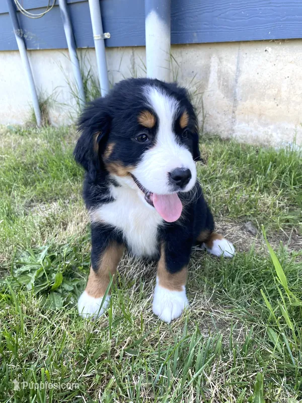 AKC Bernese mountain dog – Bernese Mountain Dog puppy for sale in Yacolt, WA