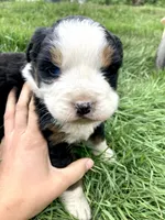 Bernese mountain dog, a female Bernese Mountain Dog for sale in Yacolt, WA – Photo 4 of 6