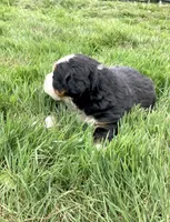 Bernese mountain dog, a female Bernese Mountain Dog for sale in Yacolt, WA – Photo 2 of 6