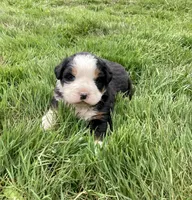 Bernese mountain dog, a female Bernese Mountain Dog for sale in Yacolt, WA – Photo 3 of 6