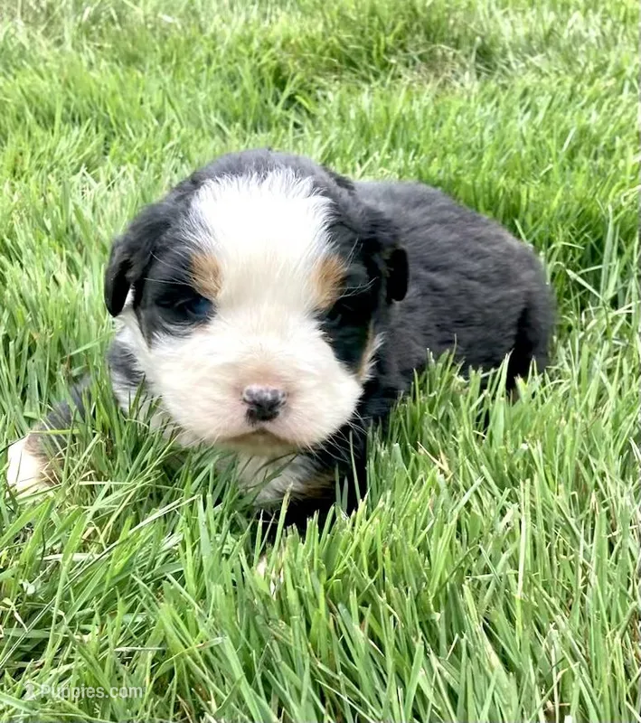 Bernese mountain dog – Bernese Mountain Dog puppy for sale in Yacolt, WA