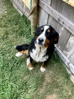 Bernese mountain dog, a female Bernese Mountain Dog for sale in Yacolt, WA – Photo 5 of 6