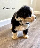 Reverse F1 bernedoodle , a male Bernese Mountain Dog and Miniature Bernedoodle for sale in Yacolt, WA – 3 of 5