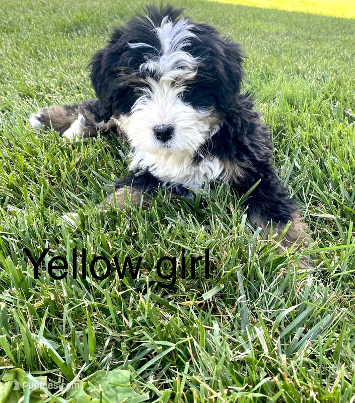 Ultra bernedoodle puppy (yellow girl)  – Bernedoodle puppy for sale in Yacolt, WA