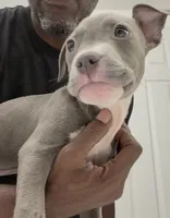 Nino, a male American Bully for sale in Coolidge, AZ – 4 of 5