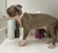 Peaches, a female American Bully for sale in Philadelphia, PA – 2 of 5