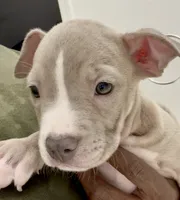 PRINCESS, a female American Bully for sale in Coolidge, AZ – 5 of 9