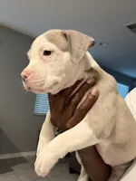Lily , a female American Bully for sale in Coolidge, AZ – 3 of 5
