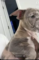 Mercedes, a female American Bully for sale in Coolidge, AZ – 3 of 8