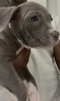 Main Man, a male American Bully for sale in Coolidge, AZ – 5 of 7