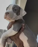 Big Boi, a male American Bully for sale in Philadelphia, PA – 3 of 6