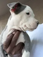 Chanel #1, a female American Bully for sale in Coolidge, AZ – 5 of 6