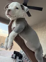 Chanel #1, a female American Bully for sale in Coolidge, AZ – 4 of 6