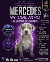 Mercedes, a female American Bully for sale in Coolidge, AZ – 9 of 9