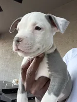 Chanel #1, a female American Bully for sale in Coolidge, AZ – 6 of 6