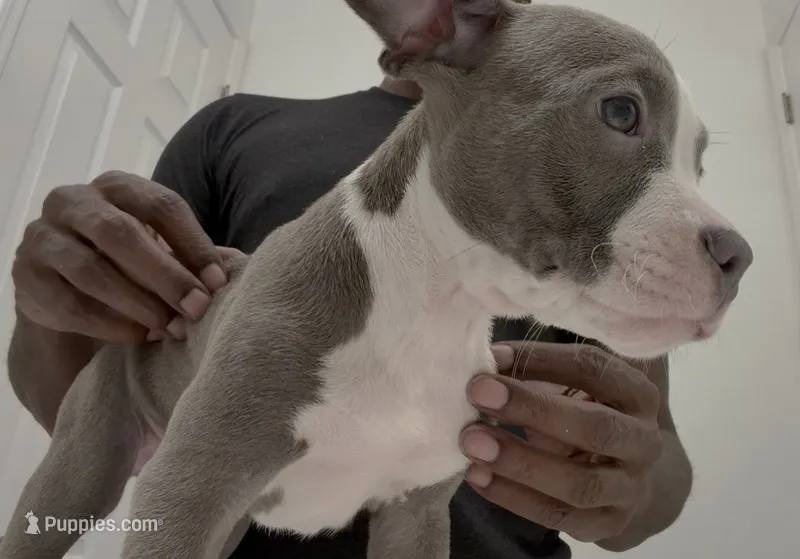 Nino, a male American Bully for sale in Coolidge, AZ – 1 of 5